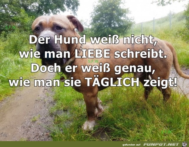 Der Hund Der Hund