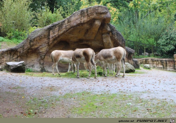 Impressionen aus Hagenbecks Tierpark Teil 1