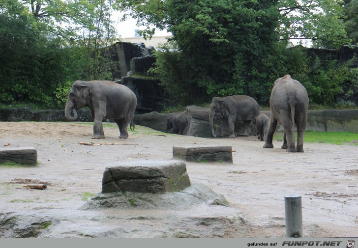Hagenbeck07 Elefanten4 Hagenbeck07 Elefanten4