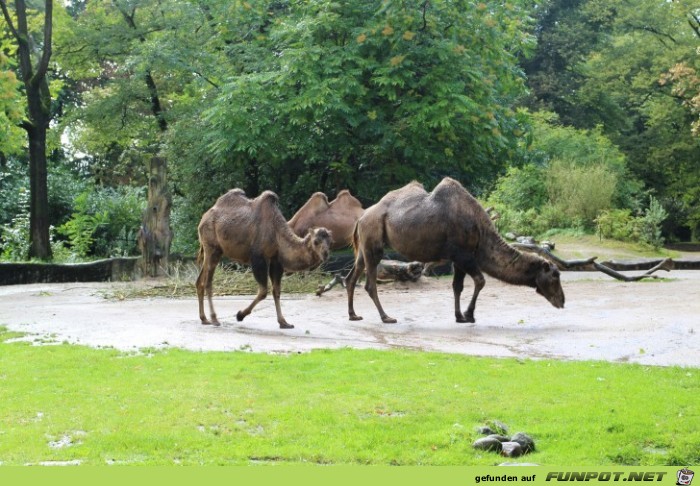 Impressionen aus Hagenbecks Tierpark Teil 1