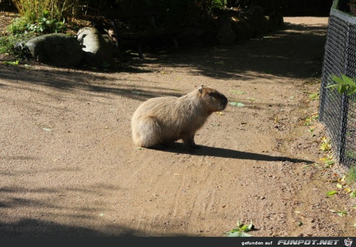 Hagenbeck10-11 dickes Viech laeuft frei herum1 Hagenbeck10-11 dickes Viech laeuft frei herum1