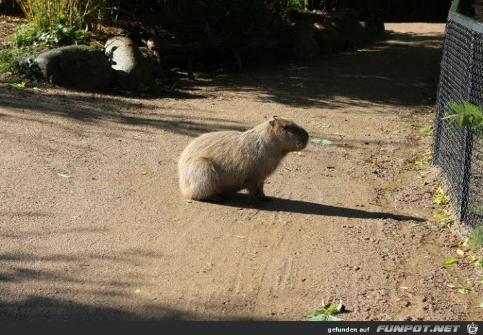 Impressionen aus Hagenbecks Tierpark Teil 1