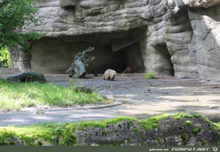 Hagenbeck10 Nasenbaeren2 Hagenbeck10 Nasenbaeren2