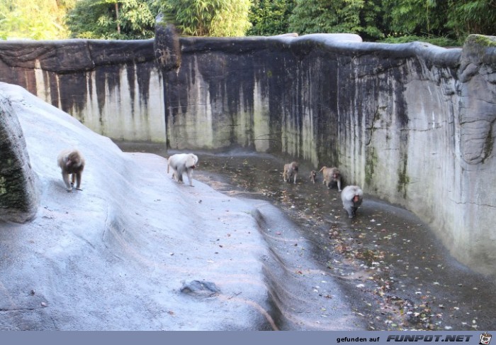 Hagenbeck11 Paviane3 Hagenbeck11 Paviane3