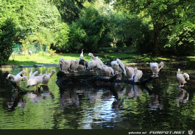 Impressionen aus Hagenbecks Tierpark Teil 1