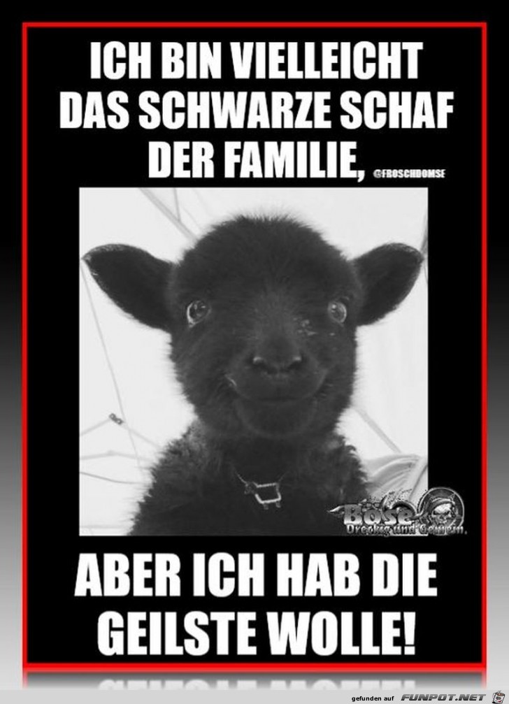 Schwarzes Schaf Schwarzes Schaf