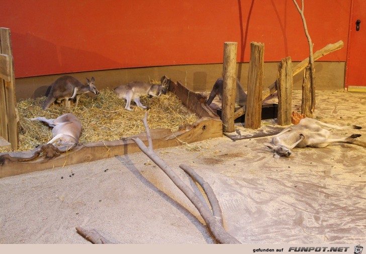 Impressionen aus Hagenbecks Tierpark Teil 2