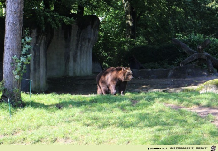 Hagenbeck22 Braunbaer1 Hagenbeck22 Braunbaer1