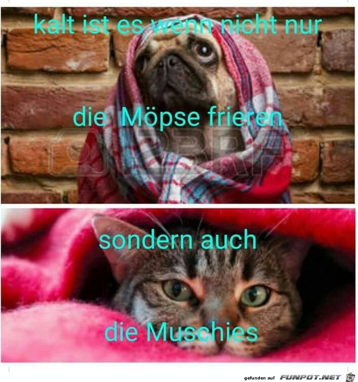 Möpse und Muschis Möpse und Muschis