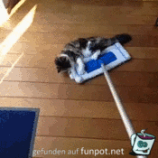 Swiffer-Katzen Swiffer-Katzen