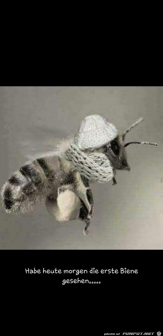 Die erste Biene nach dem Winter gesehen