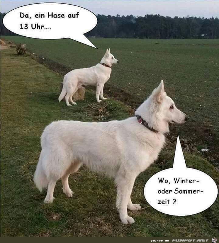 Hase Hase