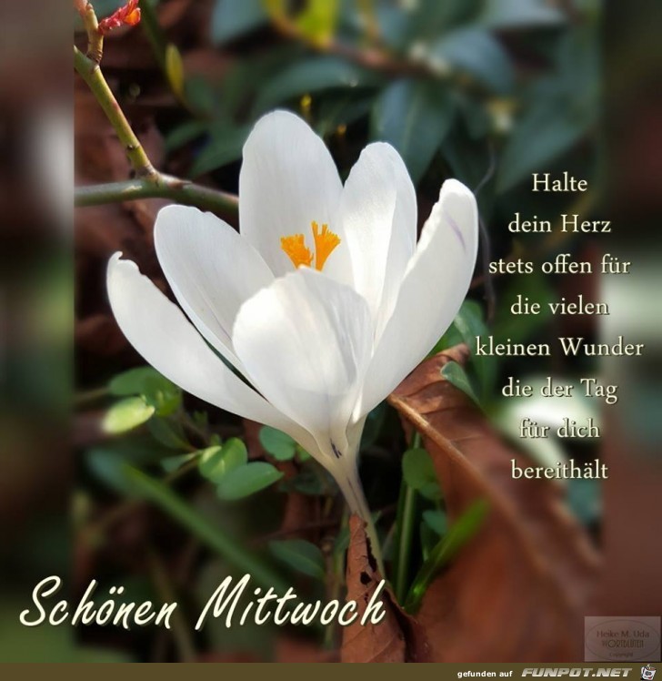Schoenen Mittwoch Schoenen Mittwoch