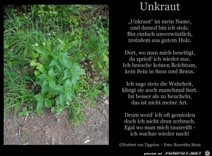 Unkraut 2018 Unkraut 2018