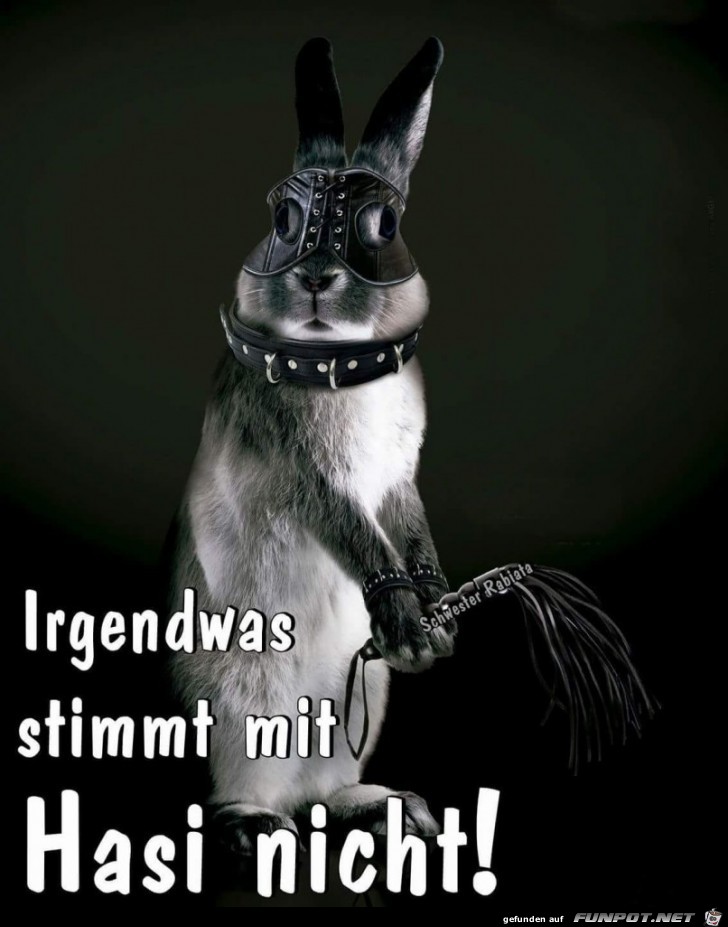 Hasi ist komisch