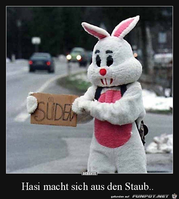 Hasi macht sich aus dem Staub....... Hasi macht sich aus dem Staub.......