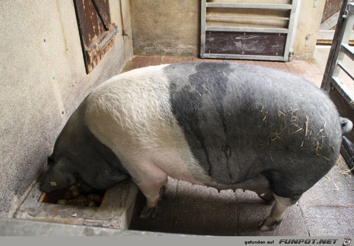 Hagenbeck30 Schwein Hagenbeck30 Schwein