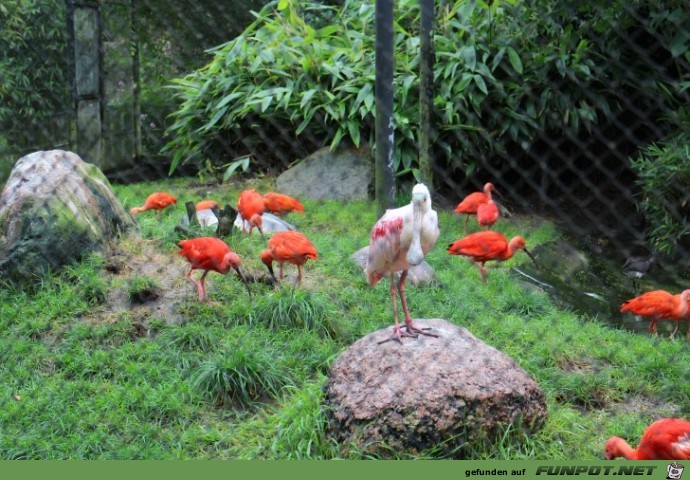 Hagenbeck31 Vogelvoliere3 Hagenbeck31 Vogelvoliere3