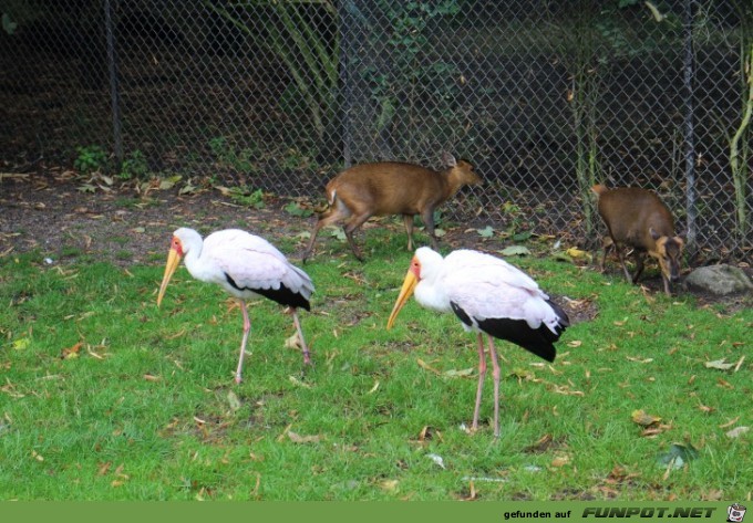 Hagenbeck33 Kraniche und Muntjaks2