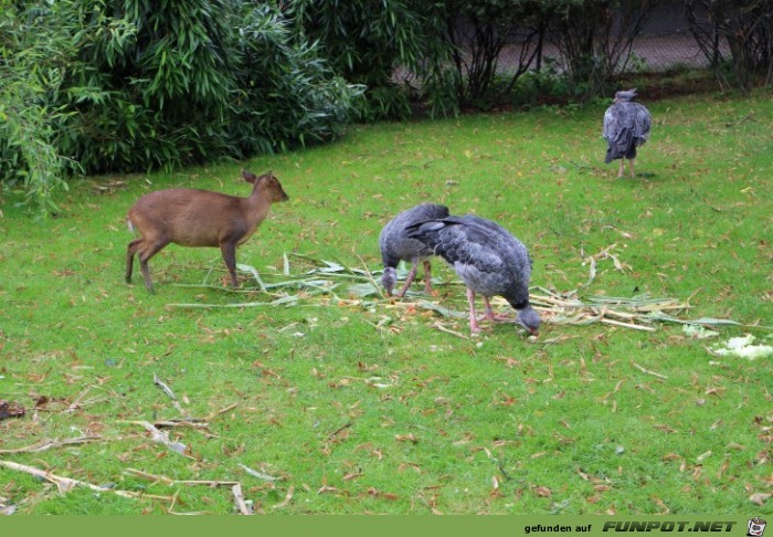 Impressionen aus Hagenbecks Tierpark Teil 3