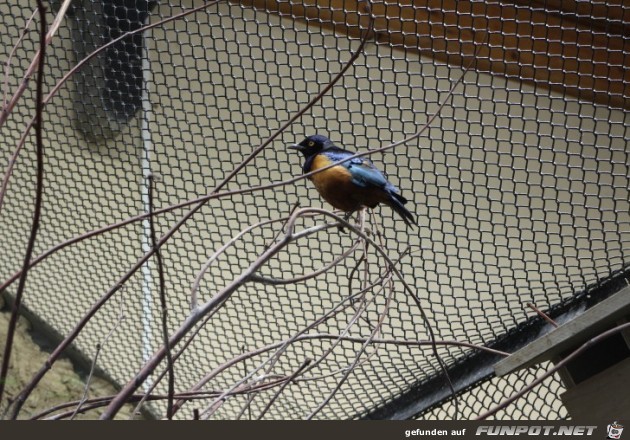 Hagenbeck35 Vogelhaus5 Hagenbeck35 Vogelhaus5