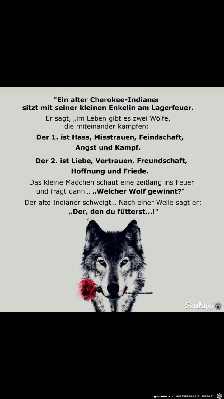 zwei Wölfe zwei Wölfe