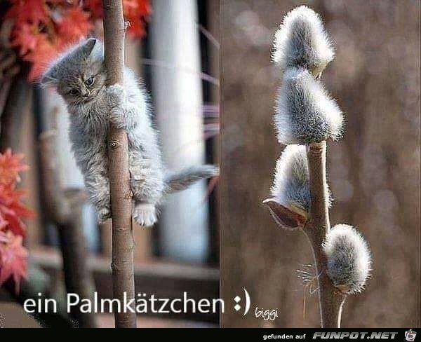 Palmkätzchen Palmkätzchen