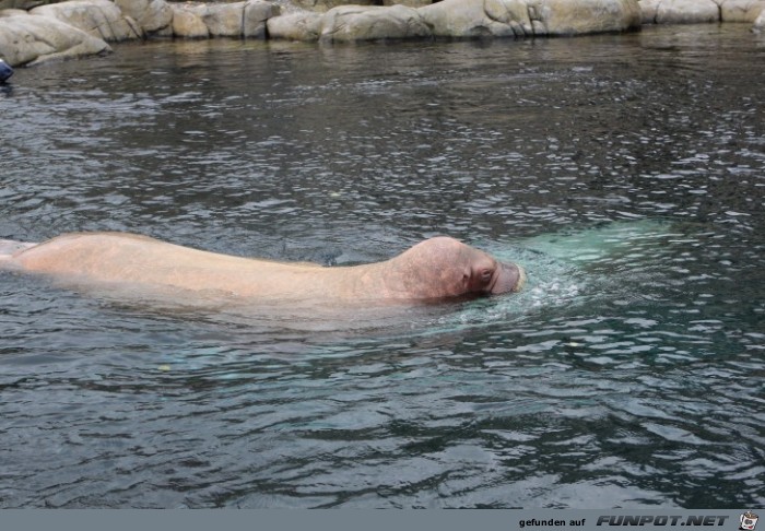 Impressionen aus Hagenbecks Tierpark Teil 5