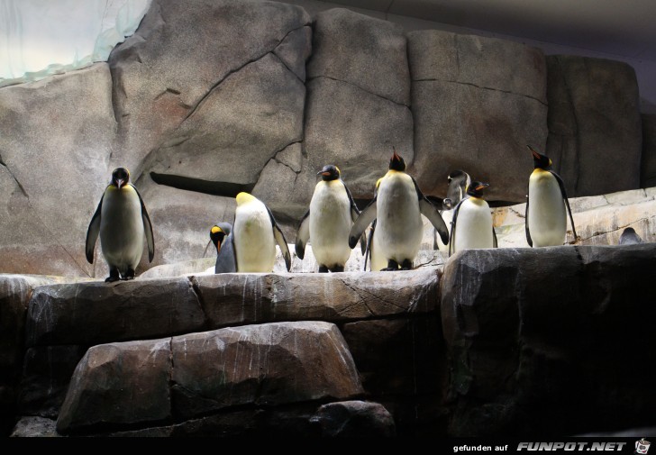 Hagenbeck42 Antarktische Pinguine3 Hagenbeck42 Antarktische Pinguine3