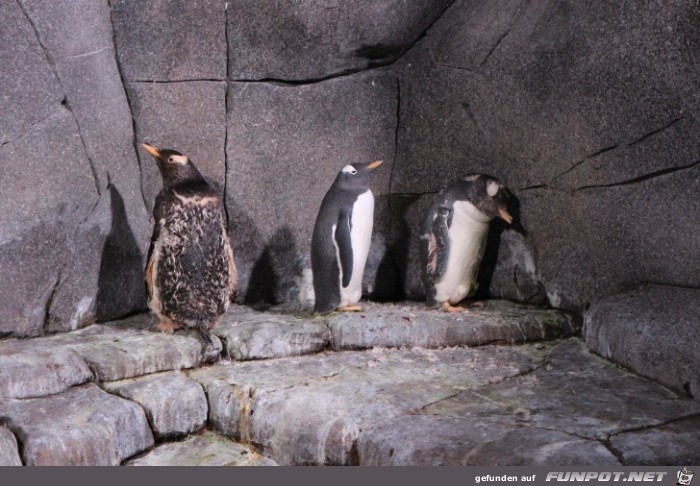 Hagenbeck42 Antarktische Pinguine4 Hagenbeck42 Antarktische Pinguine4
