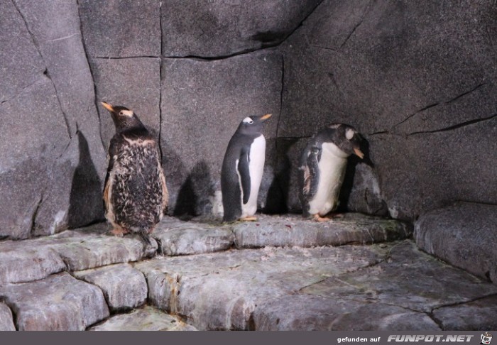 Impressionen aus Hagenbecks Tierpark Teil 5