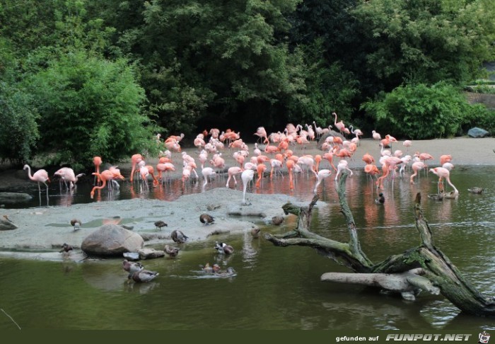 Impressionen aus Hagenbecks Tierpark Teil 5