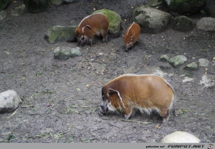 Hagenbeck46 Pinselohrschweine2 Hagenbeck46 Pinselohrschweine2