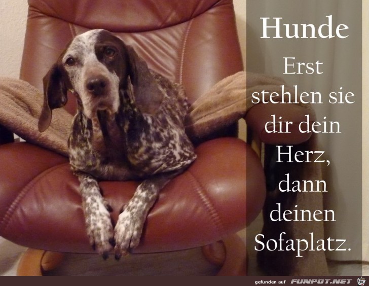 Hunde: Sofaplatz
