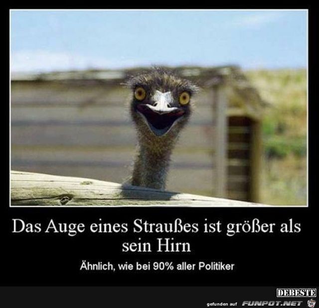 Das Auge eines Straußes Das Auge eines Straußes