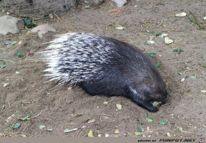 Impressionen aus Hagenbecks Tierpark Teil 6