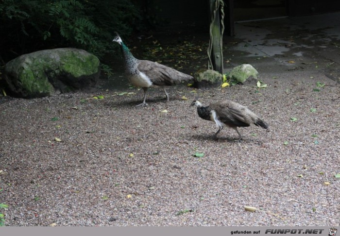 Hagenbeck49 Voegel laufen frei herum Hagenbeck49 Voegel laufen frei herum