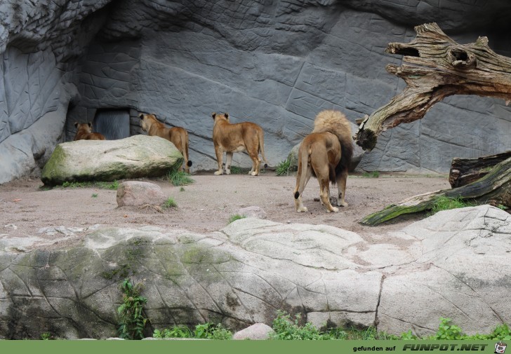 Hagenbeck50 Loewen1 Hagenbeck50 Loewen1
