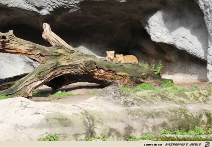 Impressionen aus Hagenbecks Tierpark Teil 6