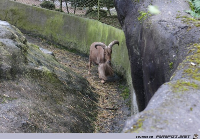 Hagenbeck52 Felsenanlage8 Hagenbeck52 Felsenanlage8