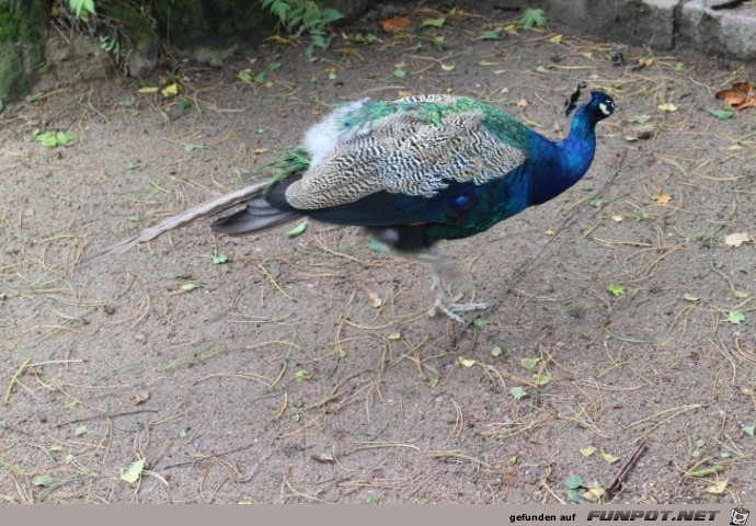 Hagenbeck54 Pfau laeuft frei herum2 Hagenbeck54 Pfau laeuft frei herum2