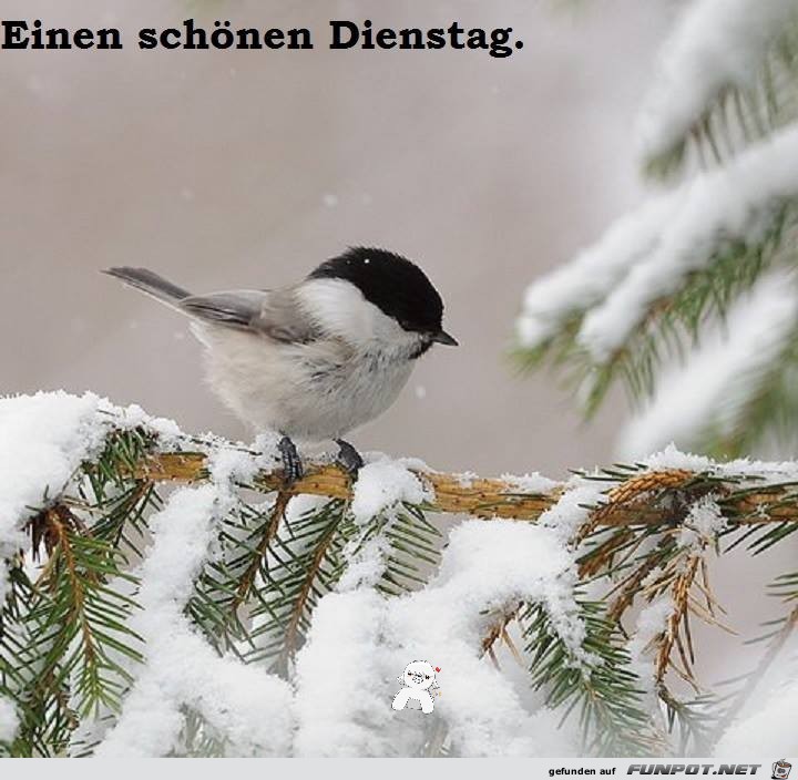 Schoenen Dienstag Schoenen Dienstag