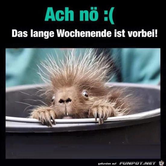 Das ist ja blöd Das ist ja blöd