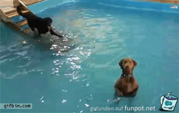 Poolhunde Poolhunde