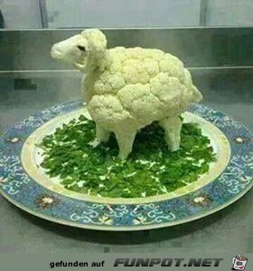 Schaf zu Mittag