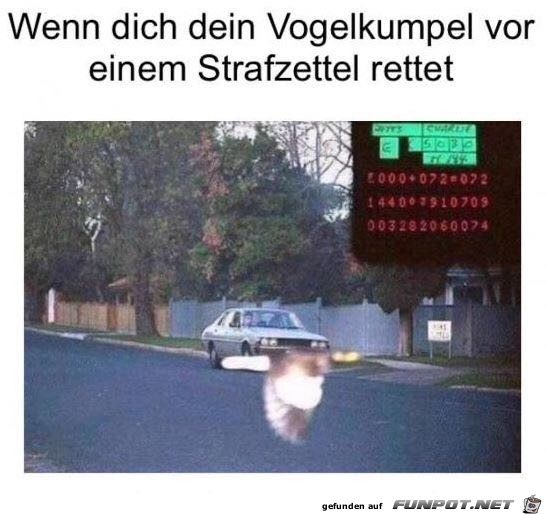 Danke Vogel - ein wahrer Kumpel Danke Vogel - ein wahrer Kumpel