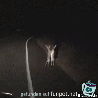 Hasen-Kampf Hasen-Kampf