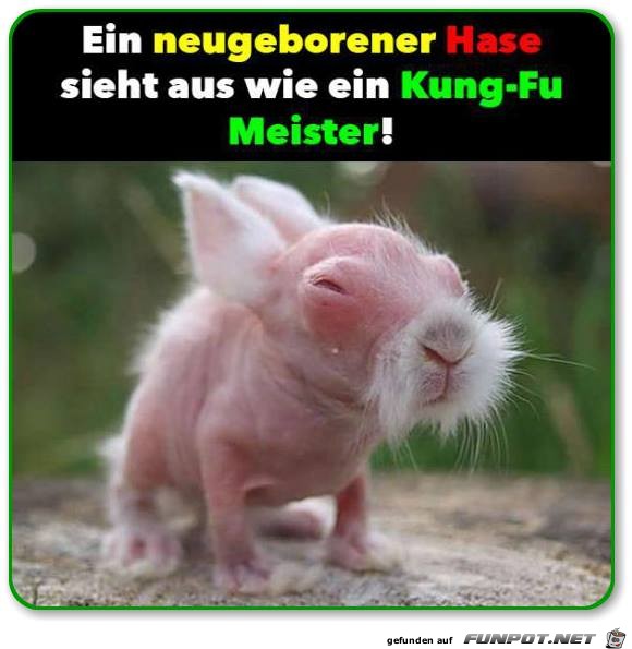 Hase Hase