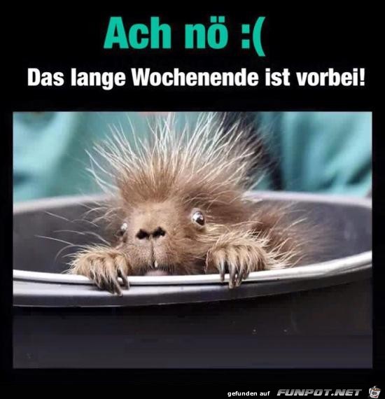 Ach nö ! Ach nö !