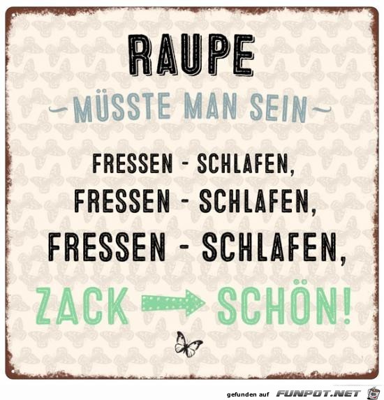 Raupe müßte man sein ! Raupe müßte man sein !